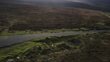 Ovejas-Pastando-En-El-Campo-Offroad-En-Las-Montañas-De-Wicklow,-Irlanda---Antena-Baja