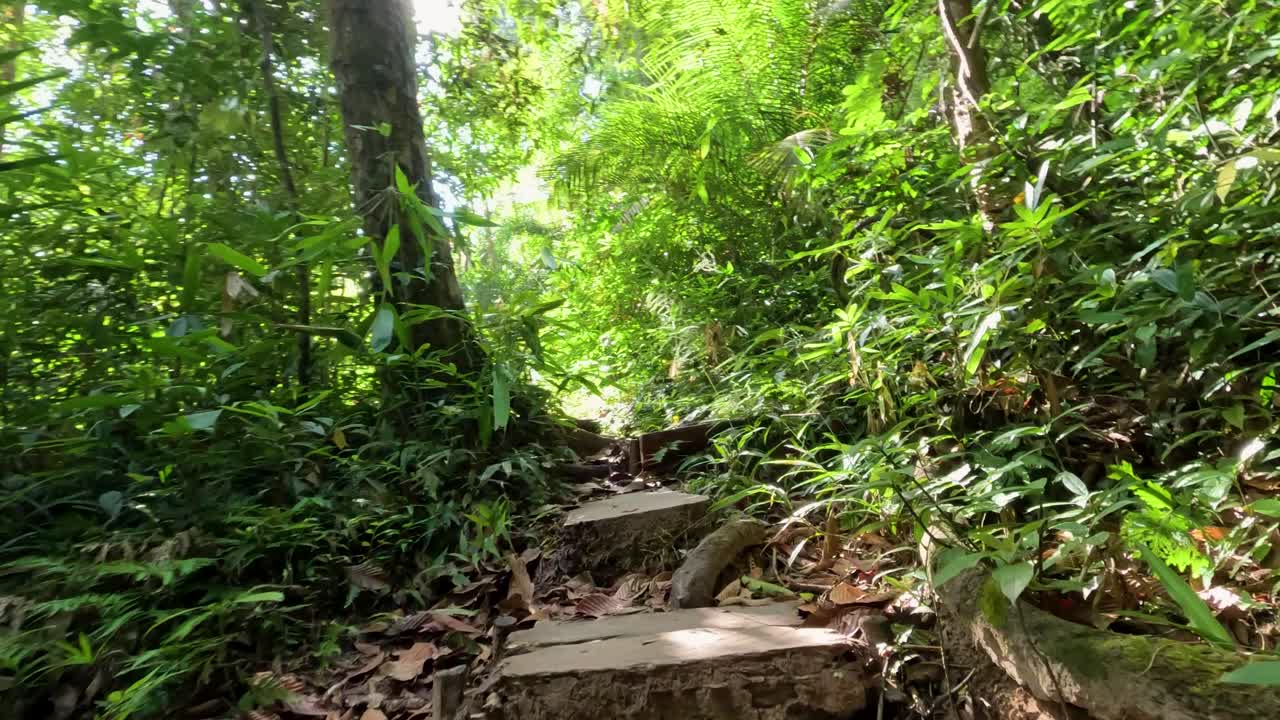 산책길 에 있는 울창 한 초록색 과 빛