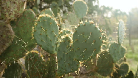 prickly cacti cactus plants with sharp spines