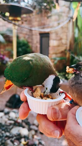 alimentando a los pájaros en un parque