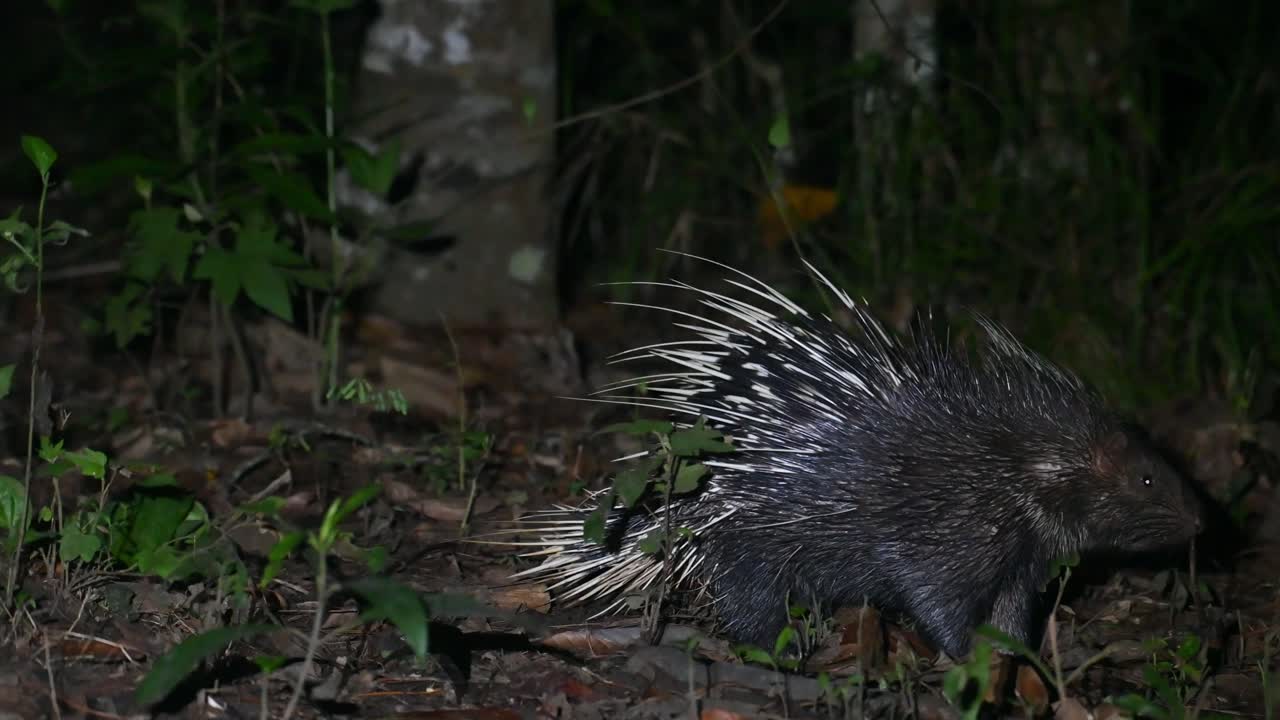 hystrix brachyura, puercoespín malayo, santuario de vida silvestre de phu khiao, tailandia