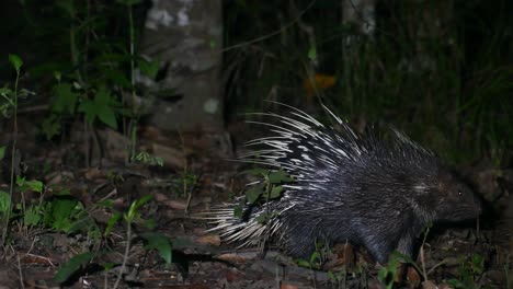 Hystrix-Brachyura,-Puercoespín-Malayo,-Santuario-De-Vida-Silvestre-De-Phu-Khiao,-Tailandia