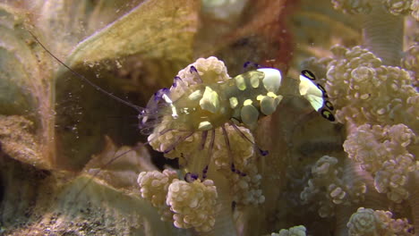 peacock-tail anemone shrimp feeding in a knobby soft coral, close-up shot side view