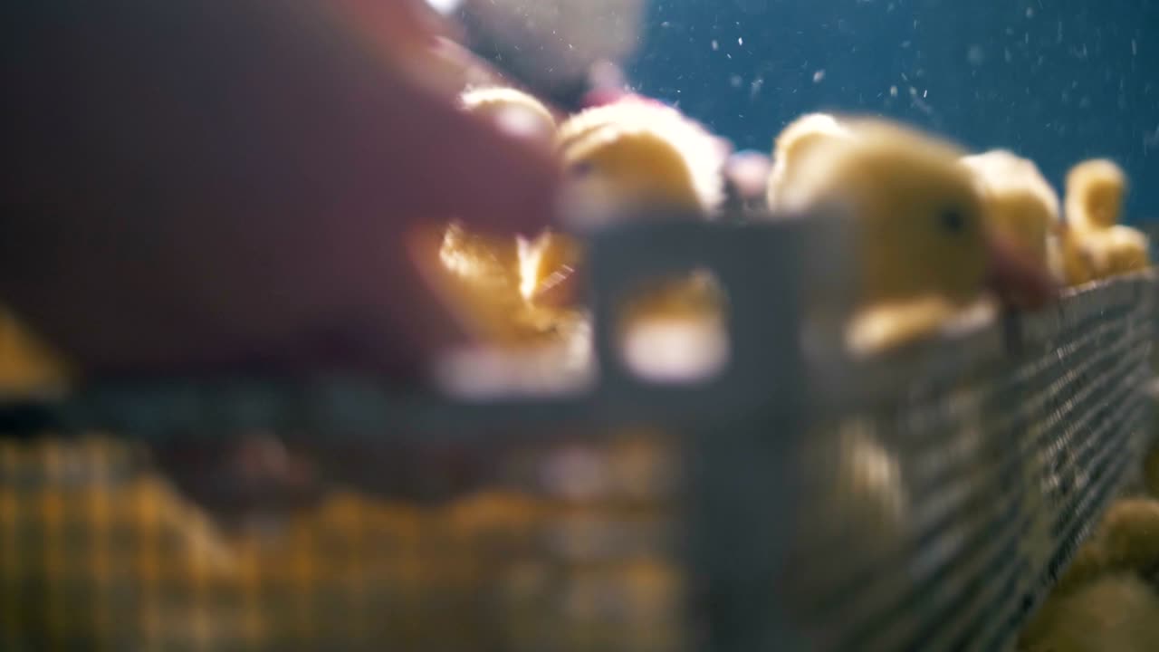 el contenedor con los patos bebés que cacarean está siendo eliminado.