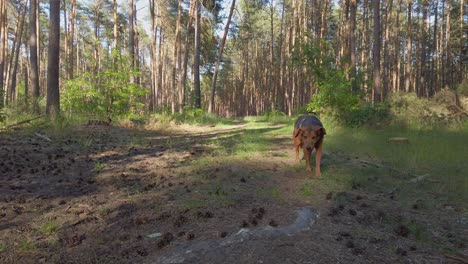 a dog walking in a forest towards camera