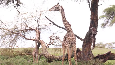 giraffes roam beneath trees on crescent island safari, kenya, set against a clear sky
