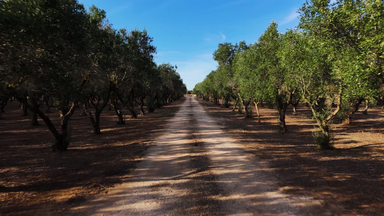 Road leading through olive tree plantation, dolly forward view