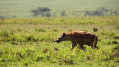 slow motion shot of hyena prowling slowly through grassland savanna, savannah, large green landscape, african wildlife in maasai mara national reserve, kenya, africa safari animals