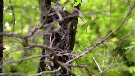 El-Leopardo-De-Indochina-Es-Una-Especie-Vulnerable-Y-Uno-De-Los-Grandes-Felinos-De-Tailandia