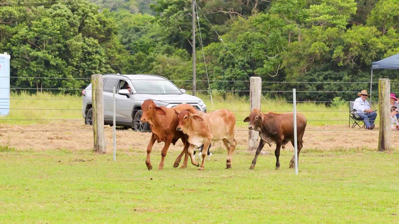 Working dog herds cattle across grassy field, overcast daylight, rural farm setting, steady camera