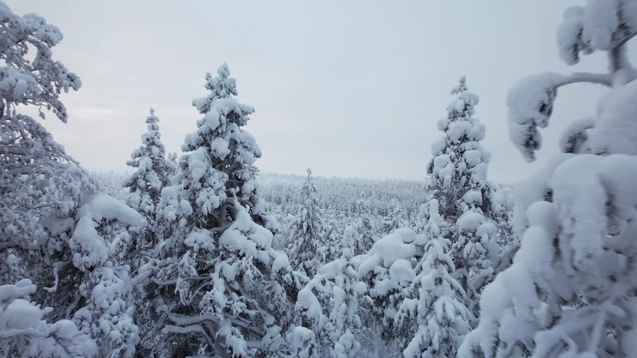 Drone flyr tett gjennom snødekte trær i Lappland, Finland, Arktisk sirkel
