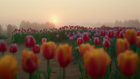 Am-Frühen-Morgen-Im-Tulpenfeld-Im-Frühling.-Schöner-Blumengarten-Im-Sonnenaufgang.