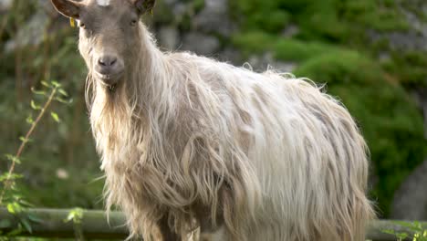 medium tilt up shot of playful white long-haired mountain goat standing on a small rock, in the midst of a green forest