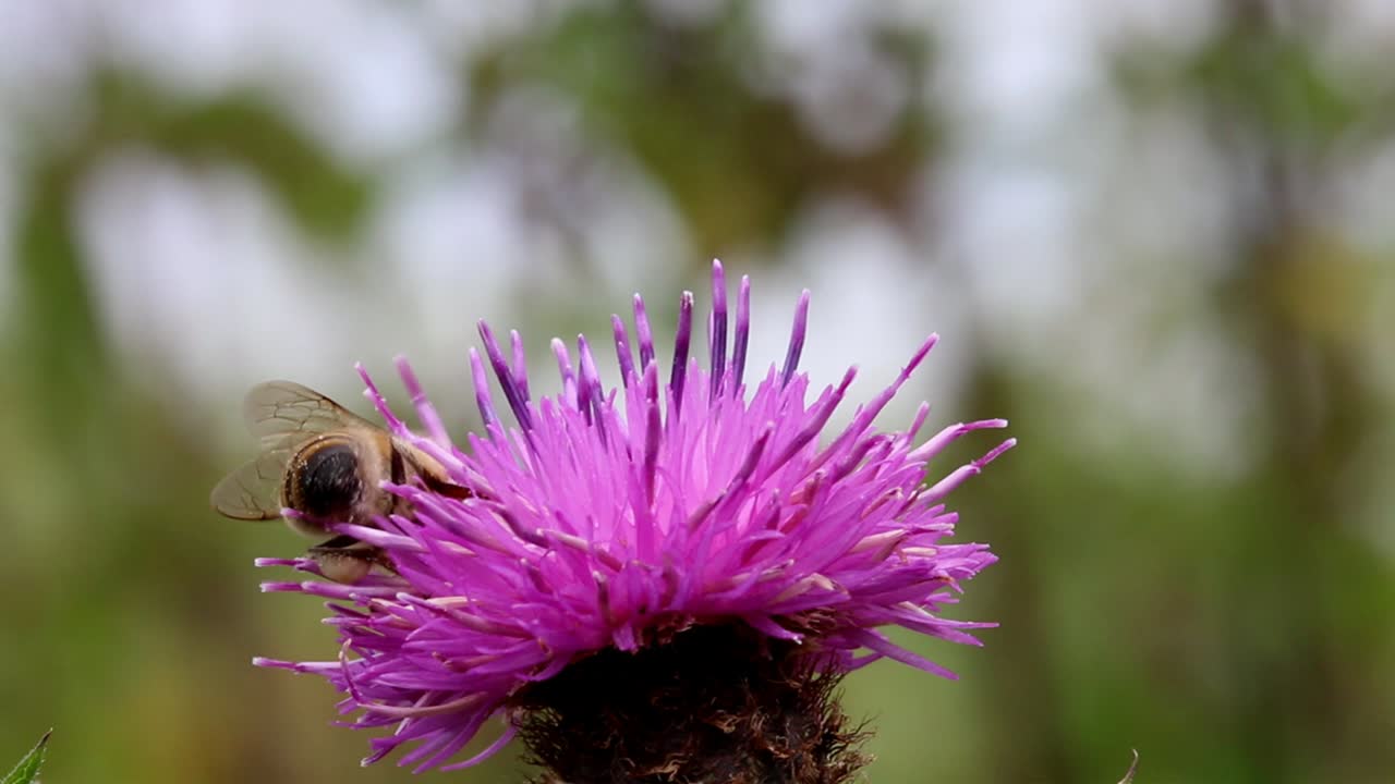 Bee on a Purple Thistle Flower