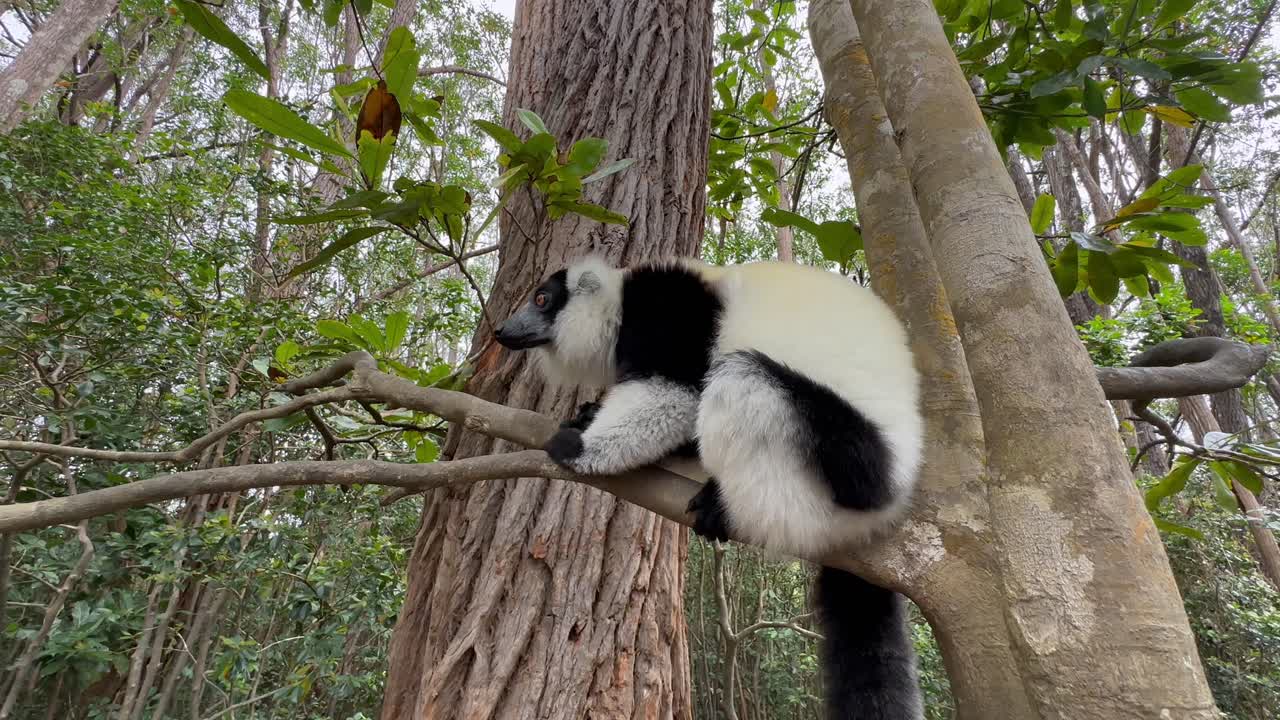 Lemurowiec wari czarno-biały (Varecia variegata) siedzący na drzewie i rozglądający się, Madagaskar.