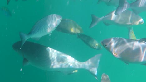 Close-up-of-tropical-fish-school-in-the-Sea-of-Cortez,-Cabo-San-Lucas,-Mexico---underwater-relaxing-ocean-scenery