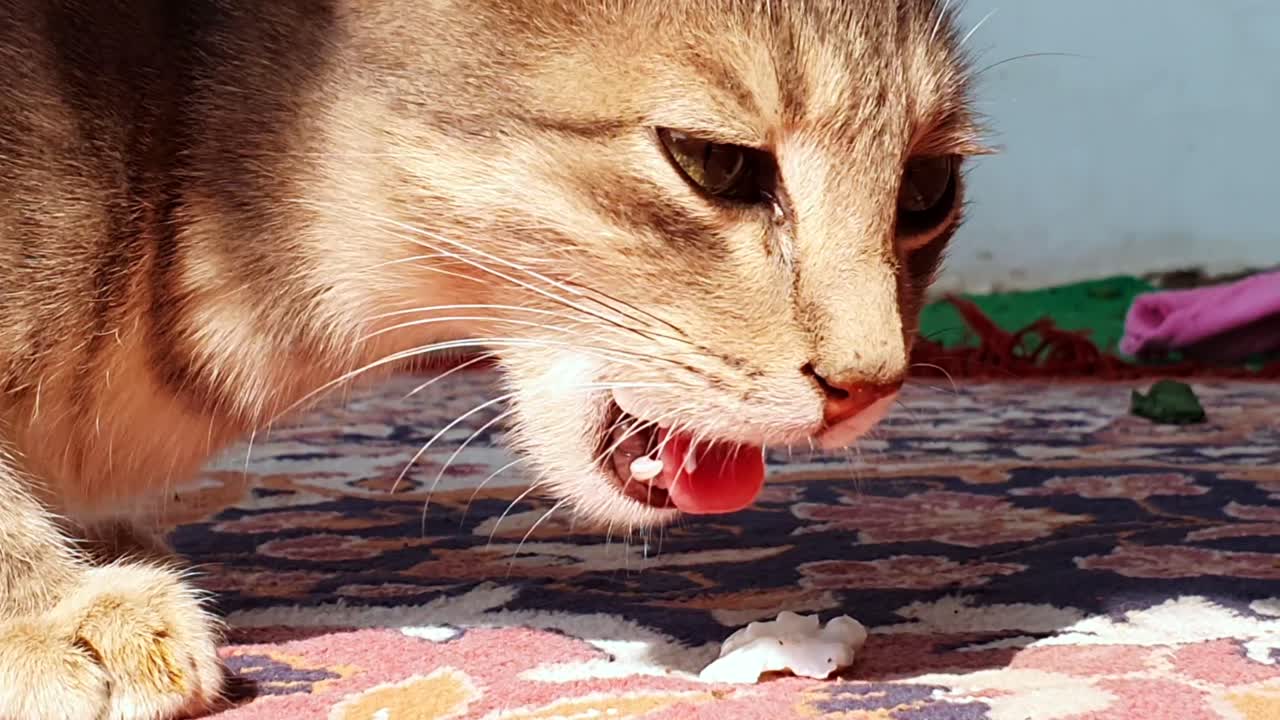 고양이는 음식을 먹는다 집에서 애완 동물입니다