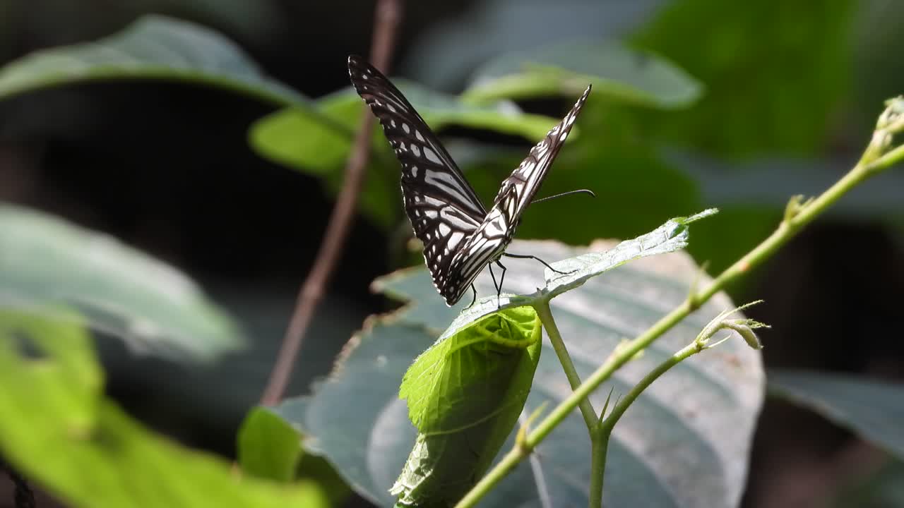 mariposa y nuevo próximo uhd mp4 4k