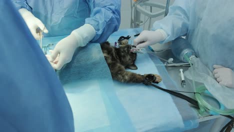 veterinarian surgeons in operating room doing cat neutering