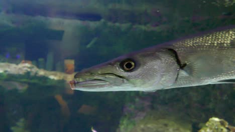 peces grandes en el tanque del acuario