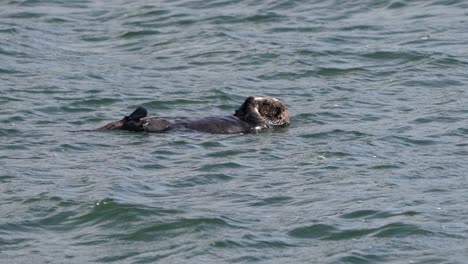 southern sea otter keep face and feet warm while napping