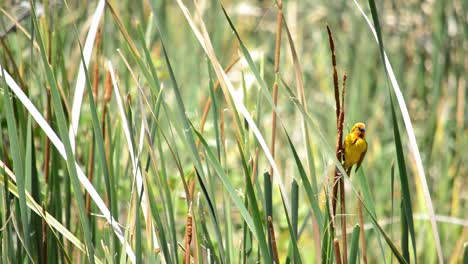 Pájaro-Tejedor-Amarillo-Posando-En-Una-Caña-Mientras-Sopla-Suavemente-En-El-Viento