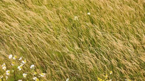 grass swaying in the wind, fife, scotland