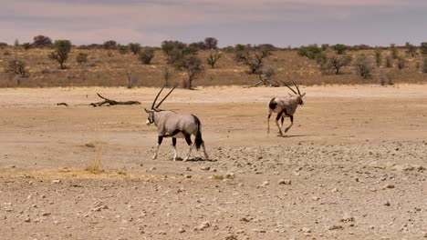 dos gemsboks corriendo por el suelo árido de la sabana sudafricana
