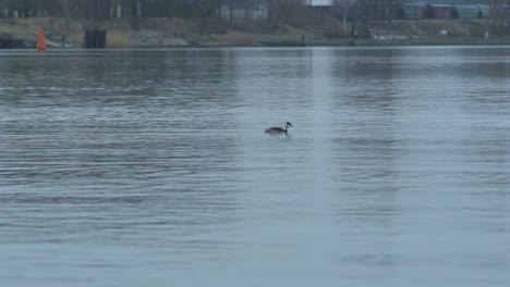 The-great-crested-grebe-in-cloudy-winter-afternoon,-reflections-of-green-light-port-navigation-ground-marks-in-water,-wide-shot