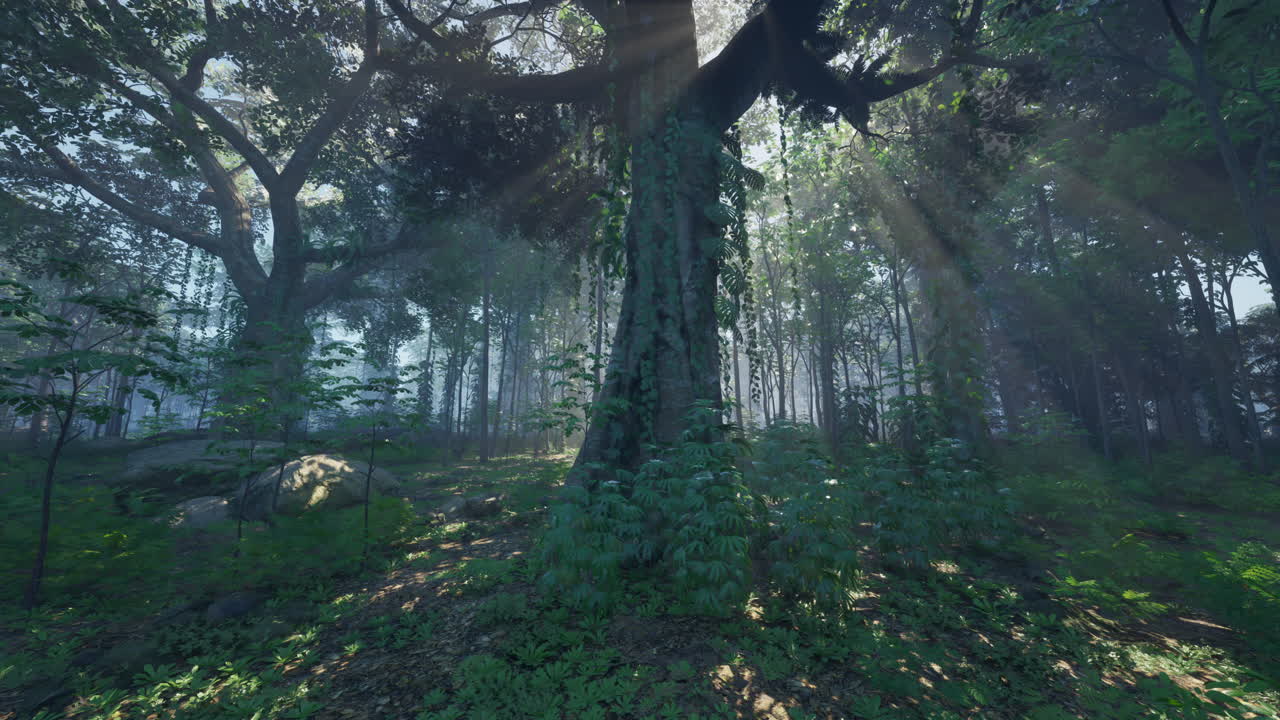 은 정글의 나무들을 가로지르는 빛