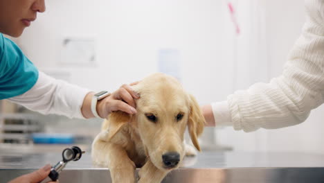 dog checkup, ears and a vet with an otoscope