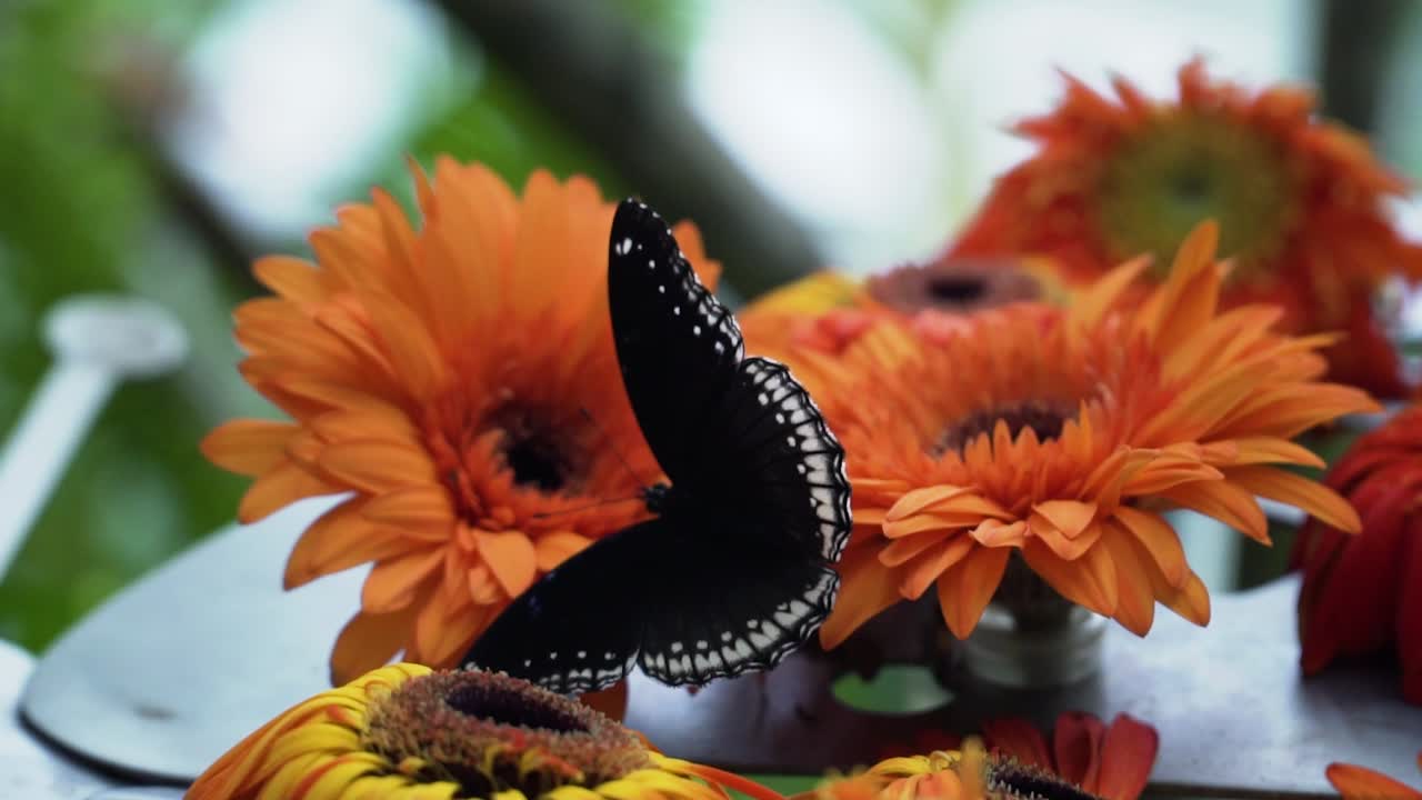 Farfalla Grande Eggfly su una margherita gerbera arancione in fiore