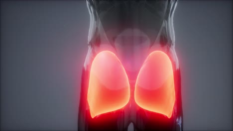 gluteus maximus - leg muscles anatomy animation