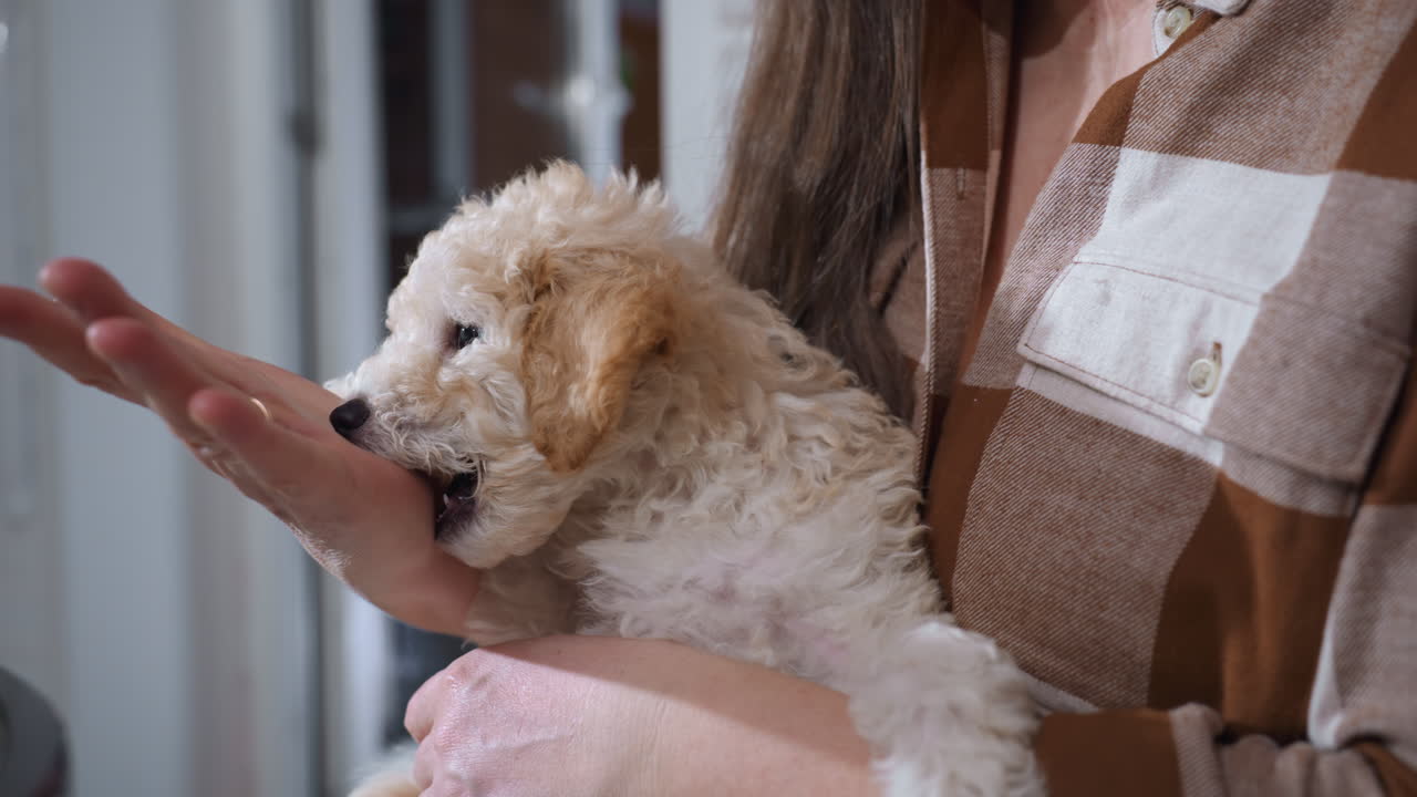 Collie puppy with fluffy cream fur playfully opening mouth near dog tamer hand, expressing curiosity and energy while resting in arms of woman wearing checkered shirt in light indoor space