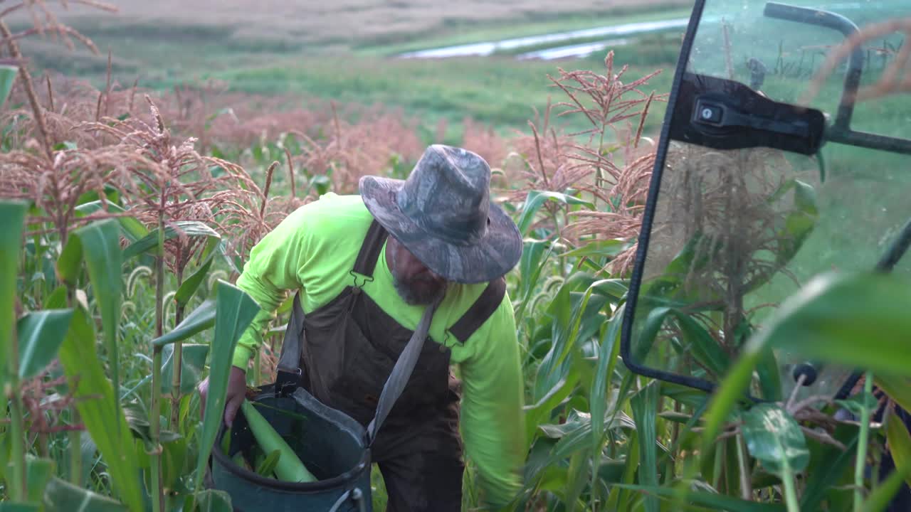 A Farmer Harvesting Corn in a Cornfield
