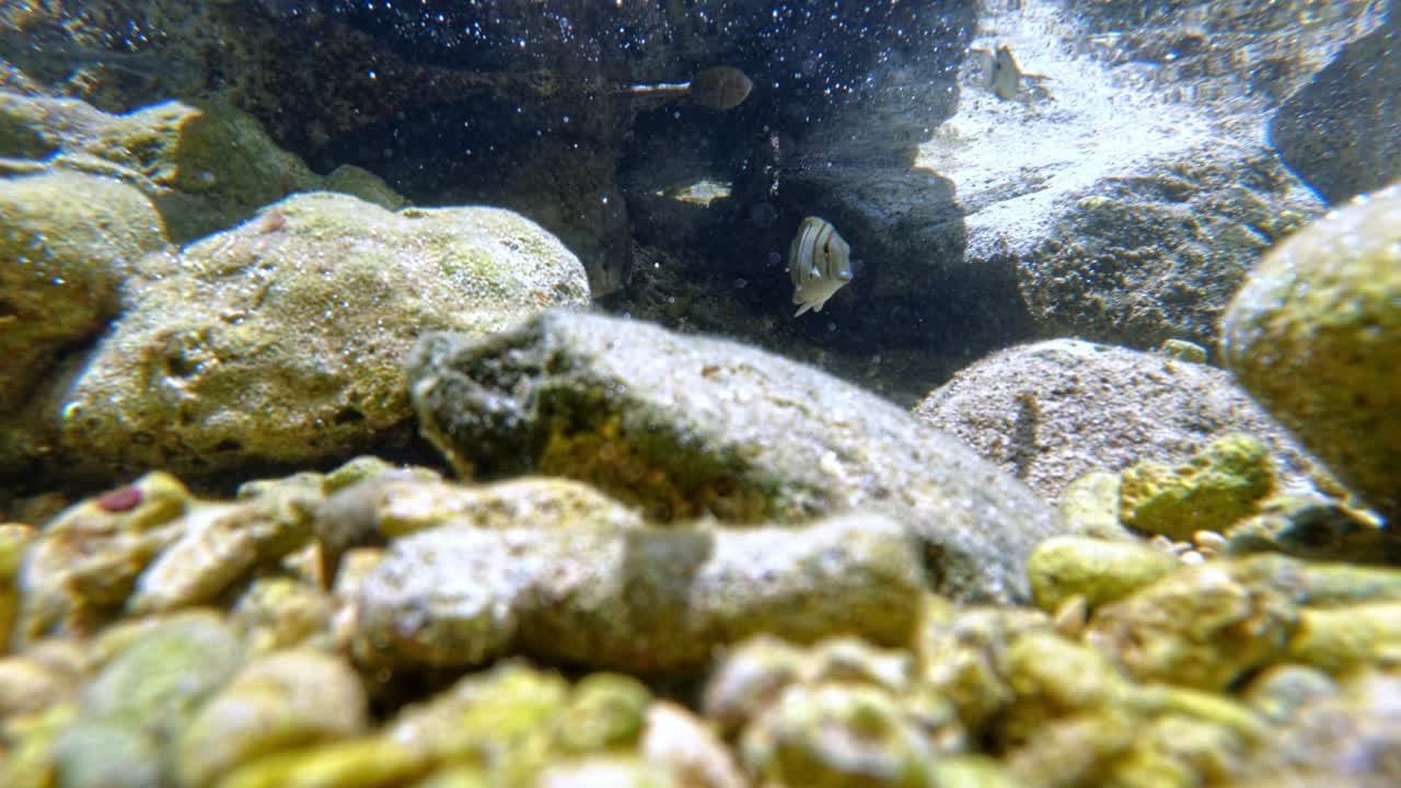convicto tang peces nadando bajo mar poco profundo con piedras