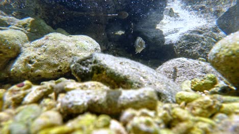 Sträfling-Tang-Fische-Schwimmen-Unter-Seichtem-Meer-Mit-Steinen