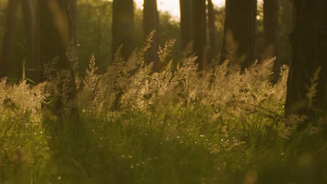 grass field with fluffy weed in forest, sunset sunlight backlit static