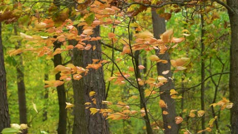 Young-black-cherry-shrub-sways-in-strong-wind