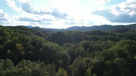 Drone zoom-in capturing vibrant green forest landscape under sunny sky, nature and wilderness scenery.