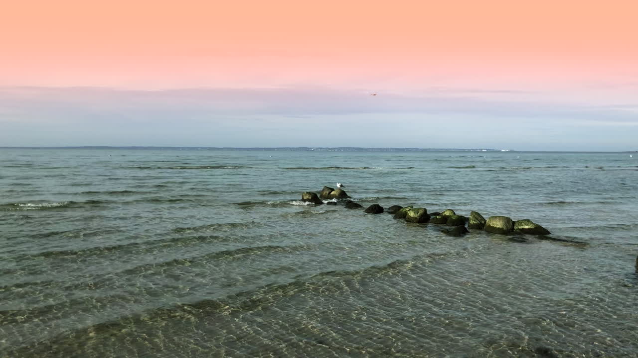 морской ястреб на скале на пляже под розовым небом