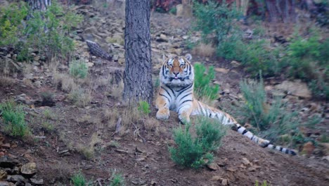 Toma-Estática-De-Un-Tigre-Tirado-En-El-Fondo-De-Un-árbol-Lamiéndose-Y-Limpiándose