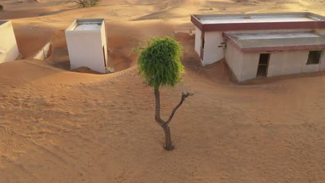 Un-Hermoso-árbol-Verde-En-Medio-De-La-Arena-Del-Desierto-En-Un-Pueblo-Abandonado