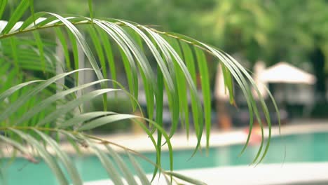 palm-leaves-waved-by-wind-against-blurred-pool-slow-motion