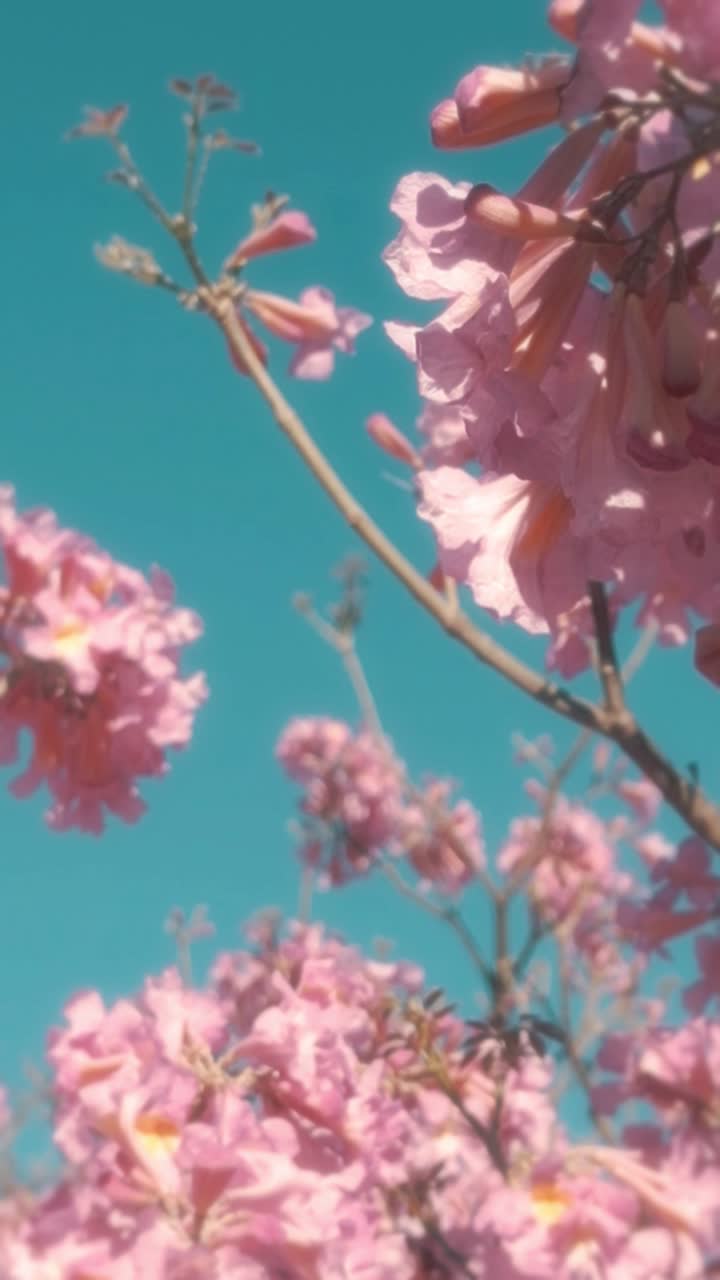 Pink Flowers Blooming Against a Clear Blue Sky