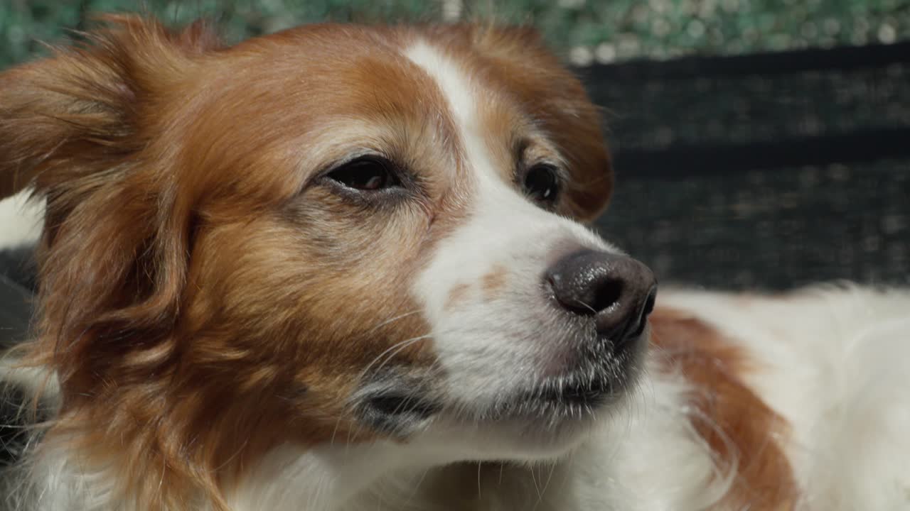 Close-up of a relaxed spaniel mix dog enjoying warm sunlight with eyes closed. Peaceful pet moment capturing calm, comfort, and happiness in a natural outdoor setting