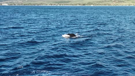 extremely rare footage of a baby whale calf breach