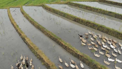 Reisentenzucht-Mit-Stolz-Auf-Vögel,-Die-Auf-Einem-Reisfeld-In-Bali-Spazieren-Gehen