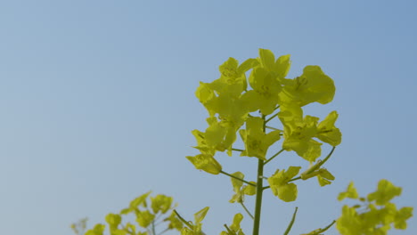 yellow florets of brassica napus canola rapeseed plant against sky, low angle