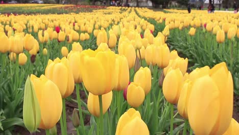 filas de tulipanes amarillos que crecen en una granja de tulipanes